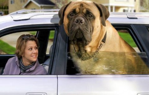 largestdog.jpg